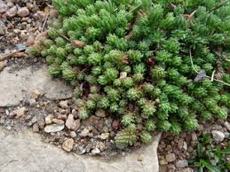 Attēlu rezultāti vaicājumam “Sedum pallidum”