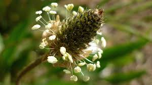 Attēlu rezultāti vaicājumam “Plantago media bud”