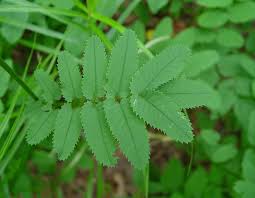 Attēlu rezultāti vaicājumam “Sanguisorba officinalis leaf”