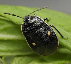 Attēlu rezultāti vaicājumam “Cydnidae”