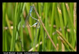 Attēlu rezultāti vaicājumam “Ischnura pumilio”