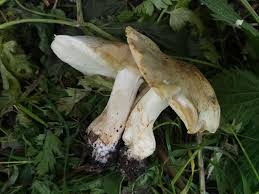 Attēlu rezultāti vaicājumam “Phleogena faginea young”