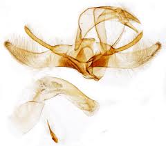 Attēlu rezultāti vaicājumam “Pediasia fascelinella”