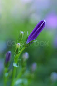 Attēlu rezultāti vaicājumam “Consolida regalis bud”