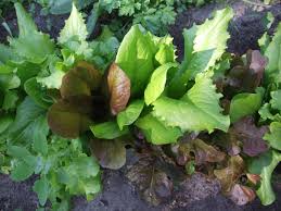 Image result for Pflücksalat