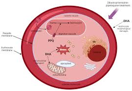 Attēlu rezultāti vaicājumam “Diderma hemisphaericum plasmodium”