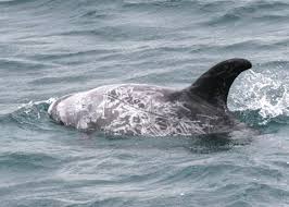 Image result for Grampus griseus