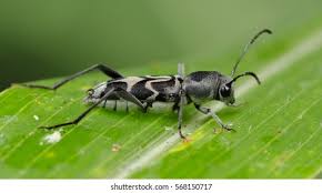 Attēlu rezultāti vaicājumam “Mordellidae”