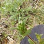 Attēlu rezultāti vaicājumam “Cerastium semidecandrum leaf”
