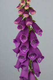 Attēlu rezultāti vaicājumam “Digitalis purpurea flower”