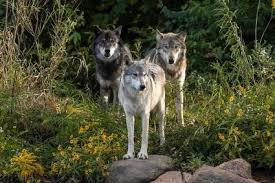 Image result for Westgate Wolves A.R.L.F.C.