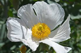 Image result for Romneya coulteri