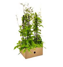 Image result for Glockenrebe