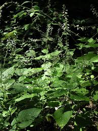 Attēlu rezultāti vaicājumam “Circaea lutetiana leaf”