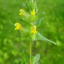 Attēlu rezultāti vaicājumam “Rhinanthus minor leaf”