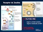 <b>del receptor de insulina</b>