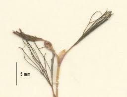 Attēlu rezultāti vaicājumam “Batrachium circinatum leaf”