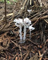 Image result for ギンリョウソウ