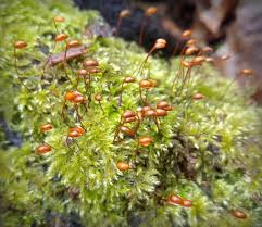 Attēlu rezultāti vaicājumam “Brachytheciastrum velutinum”