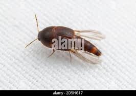 Attēlu rezultāti vaicājumam “Sepedophilus sp.”