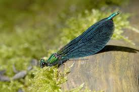 Attēlu rezultāti vaicājumam “Calopteryx virgo male”