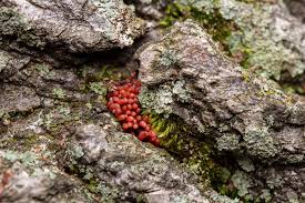 Attēlu rezultāti vaicājumam “Cribraria aurantiaca var. persoonii young”