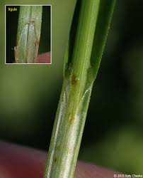 Attēlu rezultāti vaicājumam “Cribraria oregana stalked”