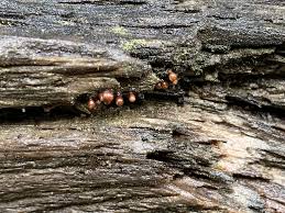 Attēlu rezultāti vaicājumam “Clastoderma debaryanum spores”