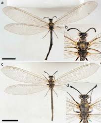 Attēlu rezultāti vaicājumam “Myrmeleontidae imago”