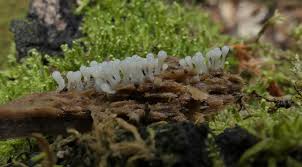 Attēlu rezultāti vaicājumam “Trichia varia young”