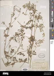 Image result for Adlumia cirrhosa