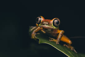 Attēlu rezultāti vaicājumam “Physarum obscurum macro”