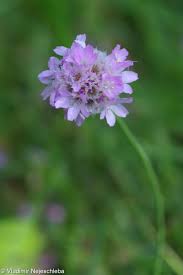 Attēlu rezultāti vaicājumam “Armeria vulgaris bud”