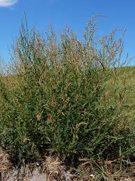 Attēlu rezultāti vaicājumam “Atriplex littoralis leaf”