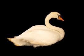 Attēlu rezultāti vaicājumam “Cygnus olor”