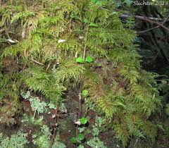 Attēlu rezultāti vaicājumam “Hylocomium splendens sporophyte”