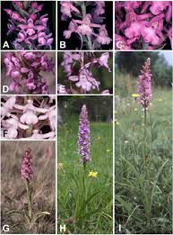 Attēlu rezultāti vaicājumam “Gymnadenia conopsea fruit”