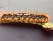 Attēlu rezultāti vaicājumam “Malacosoma castrensis larva”