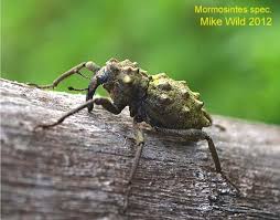 Image result for Coleoptera Curculionoidea