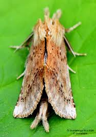Attēlu rezultāti vaicājumam “Pterostoma palpina”