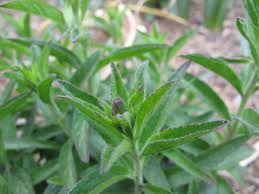 Attēlu rezultāti vaicājumam “Veronica spicata leaf”