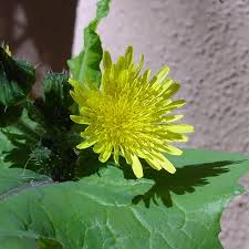 Attēlu rezultāti vaicājumam “Sonchus oleraceus”