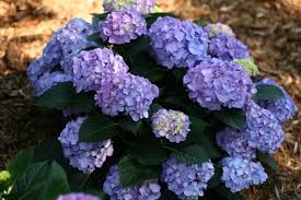 Attēlu rezultāti vaicājumam “Hydrangea”