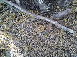 Attēlu rezultāti vaicājumam “Diprion pini male”