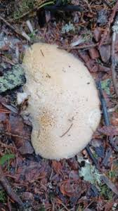 Attēlu rezultāti vaicājumam “Climacocystis borealis”