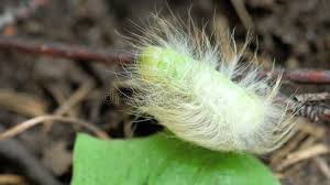 Attēlu rezultāti vaicājumam “Acronicta leporina larva”