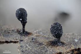 Attēlu rezultāti vaicājumam “Craterium leucocephalum var. scyphoides”