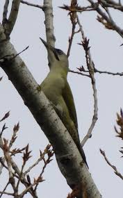 Attēlu rezultāti vaicājumam “Picus canus”