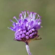 Attēlu rezultāti vaicājumam “Succisa pratensis flower”