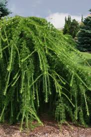 Attēlu rezultāti vaicājumam “Larix”